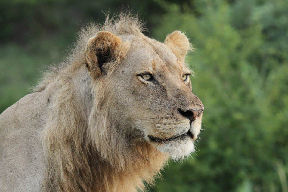 Jock Safari Lion